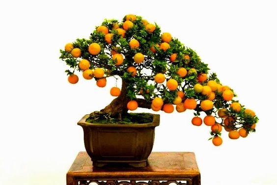 Wunderschöne Indoor Bonsai Ideen :)