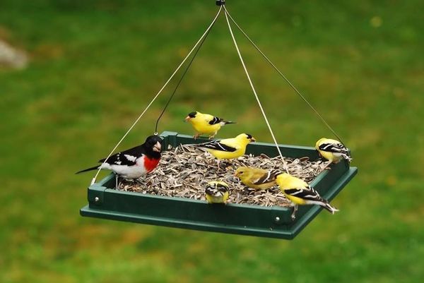 Kreative Vogel-Futter-Stationen :)