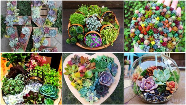 20 märchenhafte Dekorationen aus Sukkulenten :)