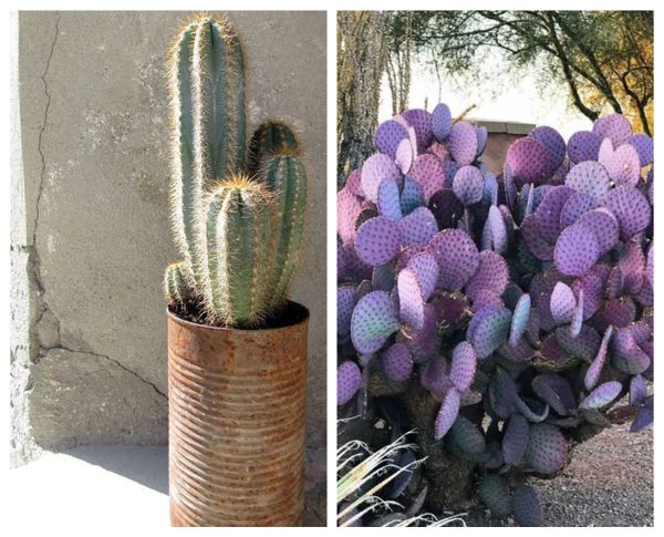 Stilvolle Diy Ideen mit Kakteen im Freien :)