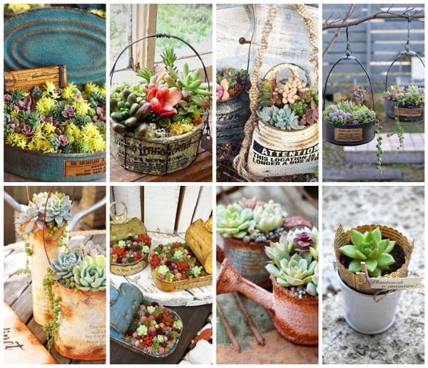 10+ Verschiedene Sukkulenten Dekoideen :)