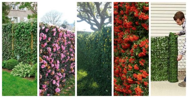 Zaun aus Pflanzen – kreative tolle Garten-Ideen :)