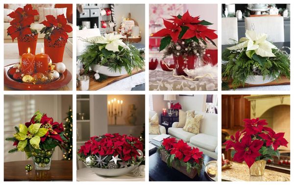 Mit Weihnachtssternen dekorieren und gestalten :)