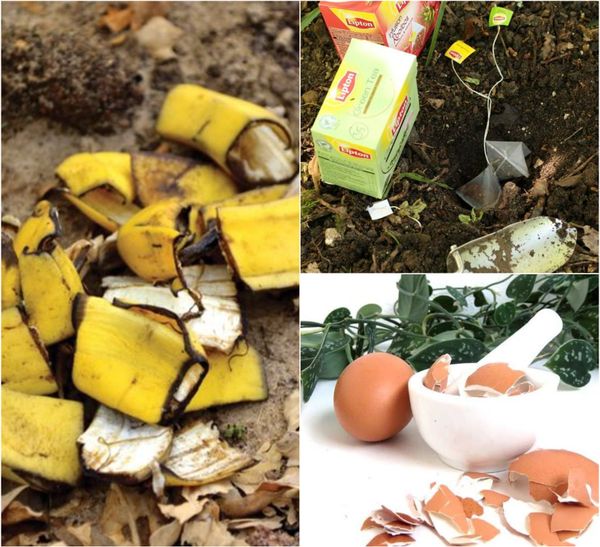 Dünger für Pflanzen selber machen