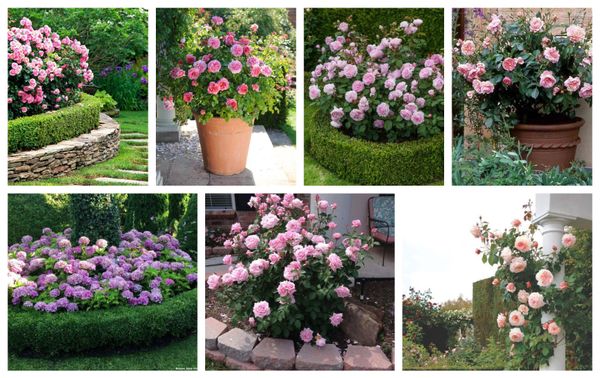 Rosen im Garten mal anders :)