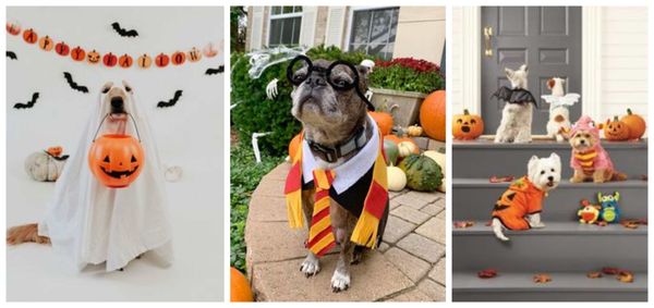 Echt super gruselige Halloweenkostüme für eure Haustiere :P