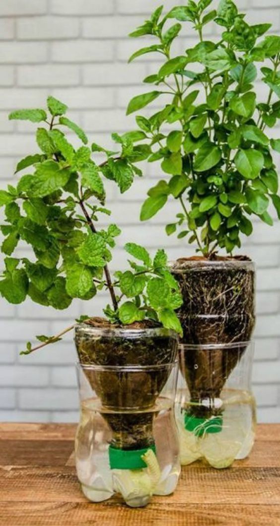 Garten im Topf – 10 kreative Gartenideen für innen