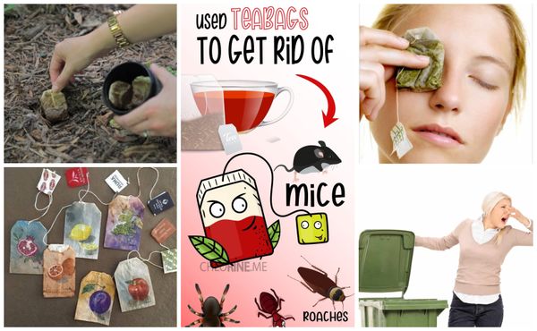 10 Geniale Verwendungen für gebrauchte Teebeutel! :)
