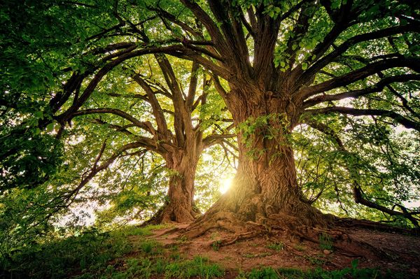 Stepping Outside to Find Inner Peace: The Role of Nature in Managing Stress