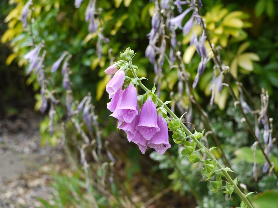Bellflowers
