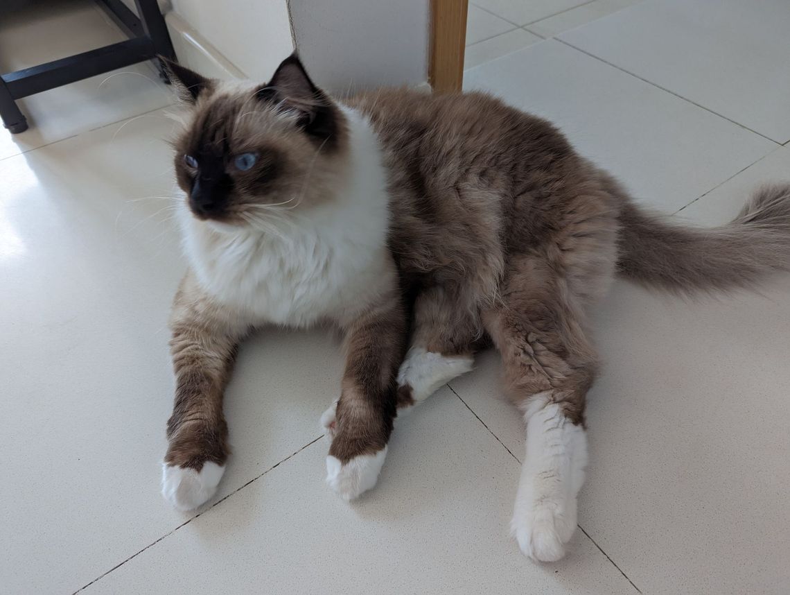 Pat the Cat