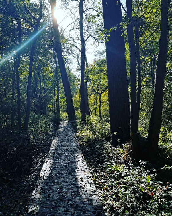 Lessen leren uit transformeren