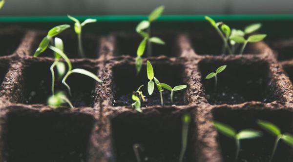 Young green seedlings sprout from soil in a grid of small pots, symbolizing growth and renewal, with soft natural light creating a serene atmosphere.