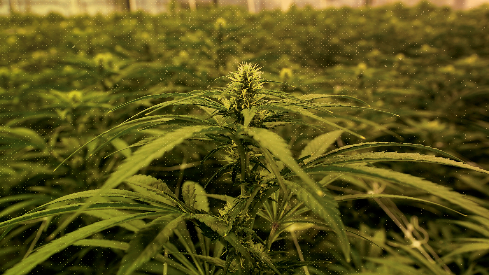 YOU LOVE TO SEE IT: Yes We Cannabis