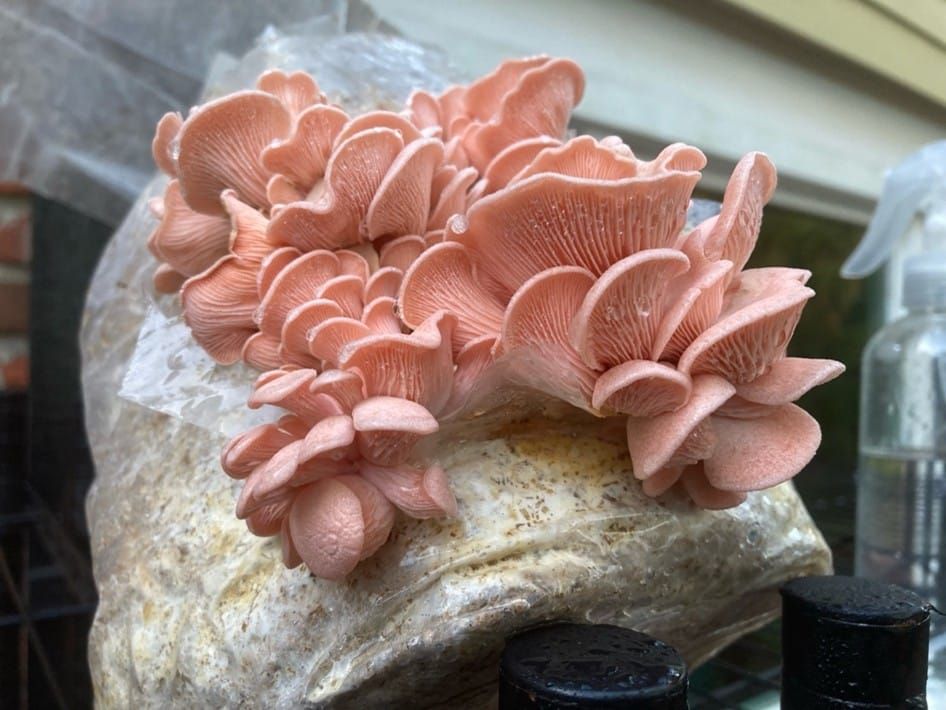 How I Plan to Fundraise With Fungi in 2026 (and who I am)