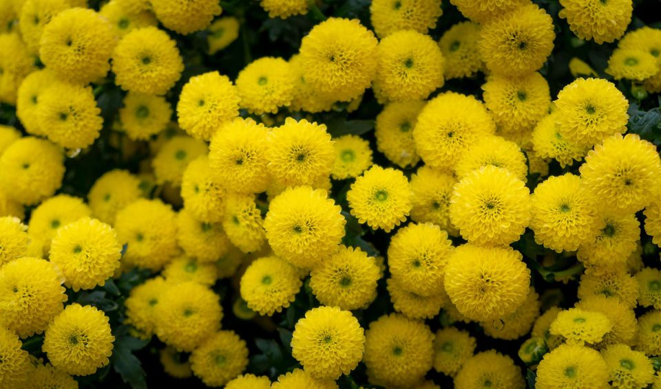 EI: Listening With Love