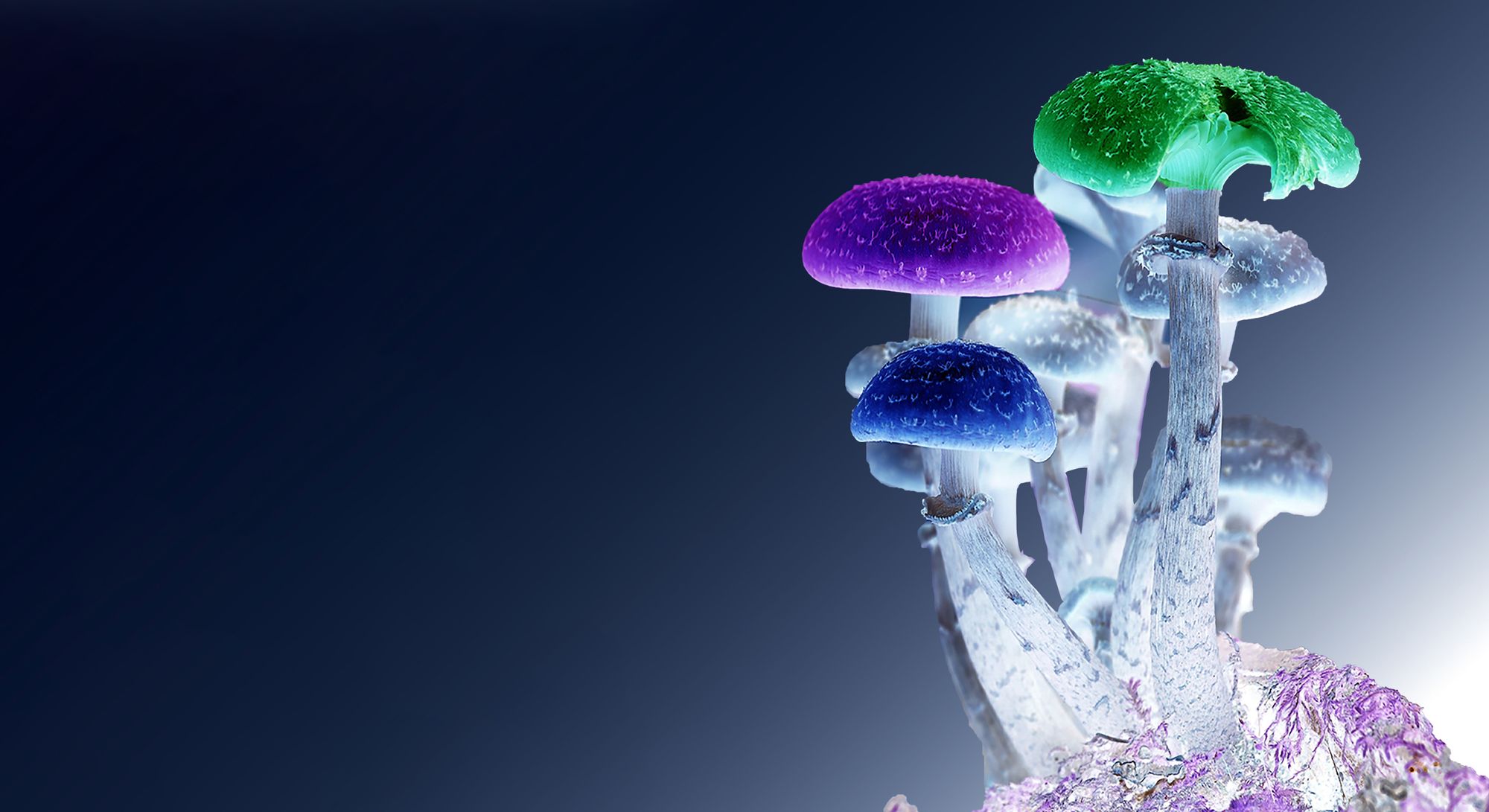 Terence McKenna’s Stoned Ape Hypothesis explained