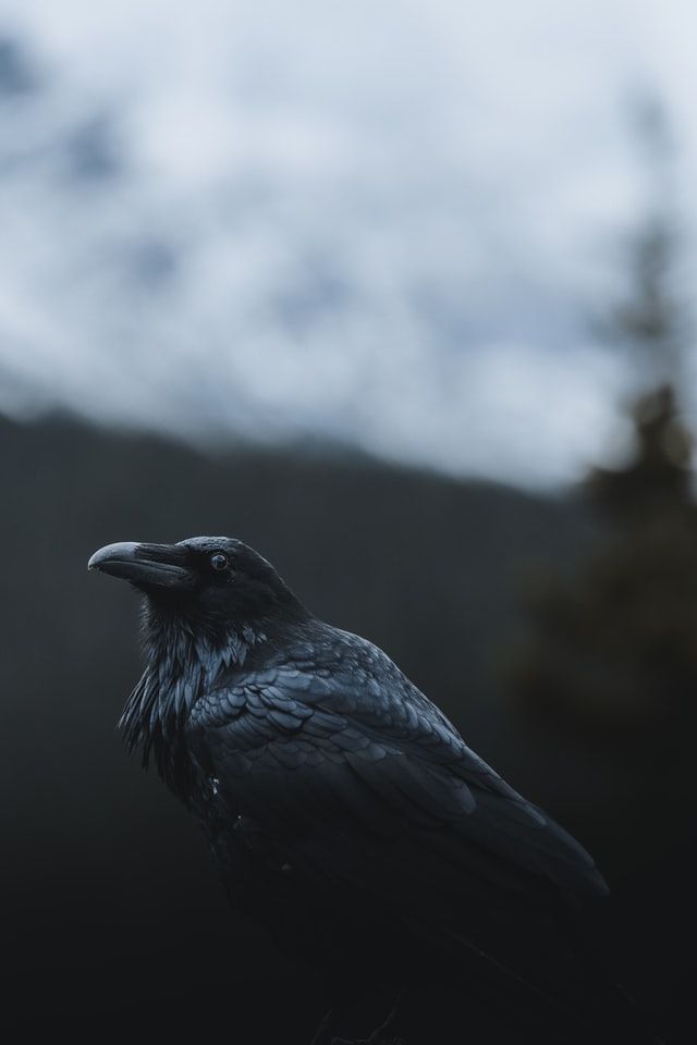 Según algunas leyendas aborígenes fue el cuervo quien enseño a los humanos la mejor manera de morir. <span>Photo by <a href="https://unsplash.com/@kevinmueller?utm_source=unsplash&amp;utm_medium=referral&amp;utm_content=creditCopyText">Kevin Mueller</a> on <a href="https://unsplash.com/s/photos/crow?utm_source=unsplash&amp;utm_medium=referral&amp;utm_content=creditCopyText">Unsplash</a></span>