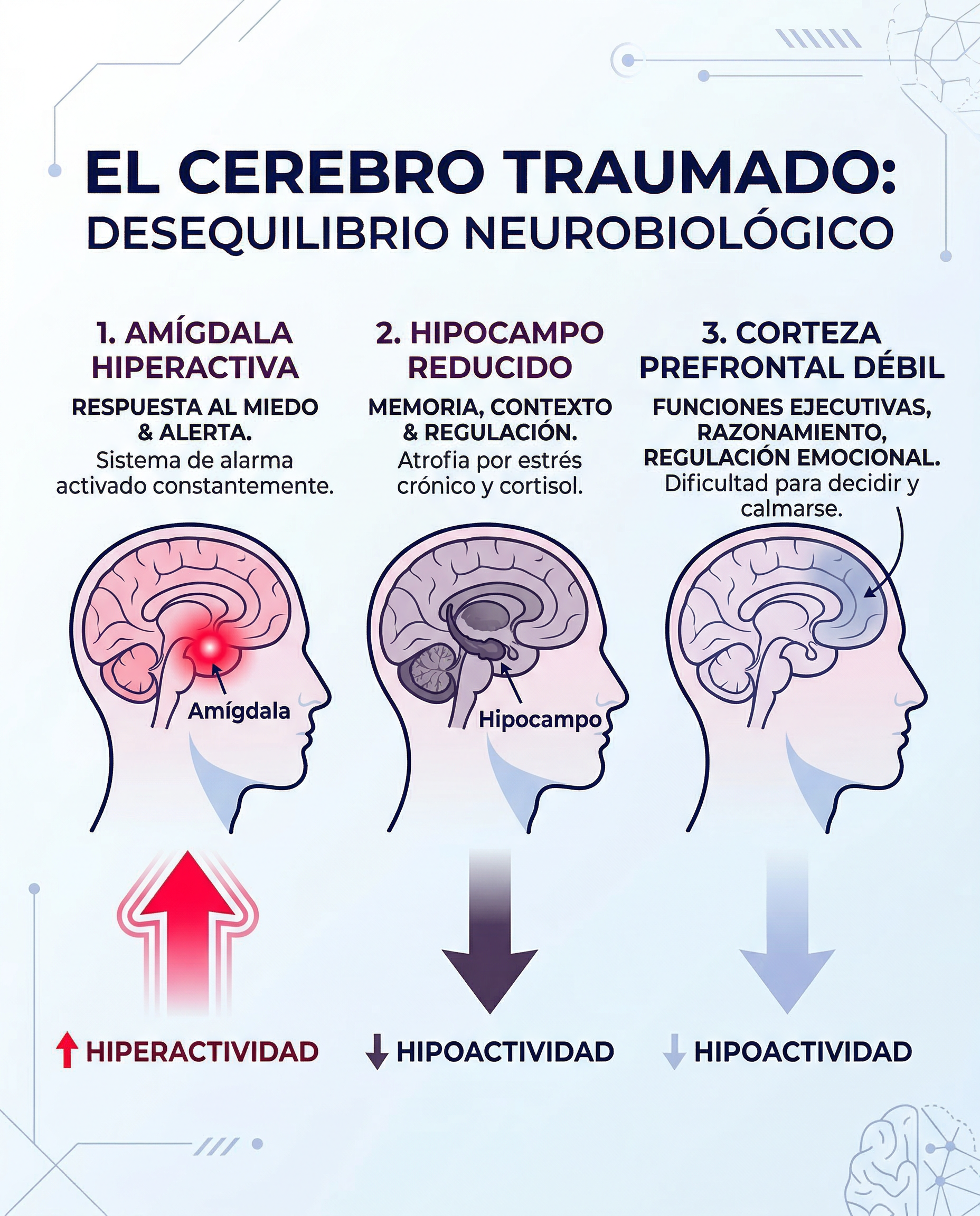 El ccrebero en modo supervivencia. El cerebro en modo de supervivencia. El trauma del exilio desequilibra el delicado diálogo entre la amígdala (alarma), el hipocampo (memoria) y la corteza prefrontal (control).