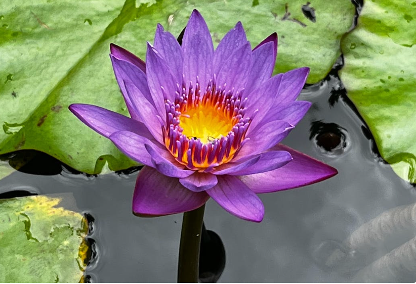 035: To Be, Or Not to Be...