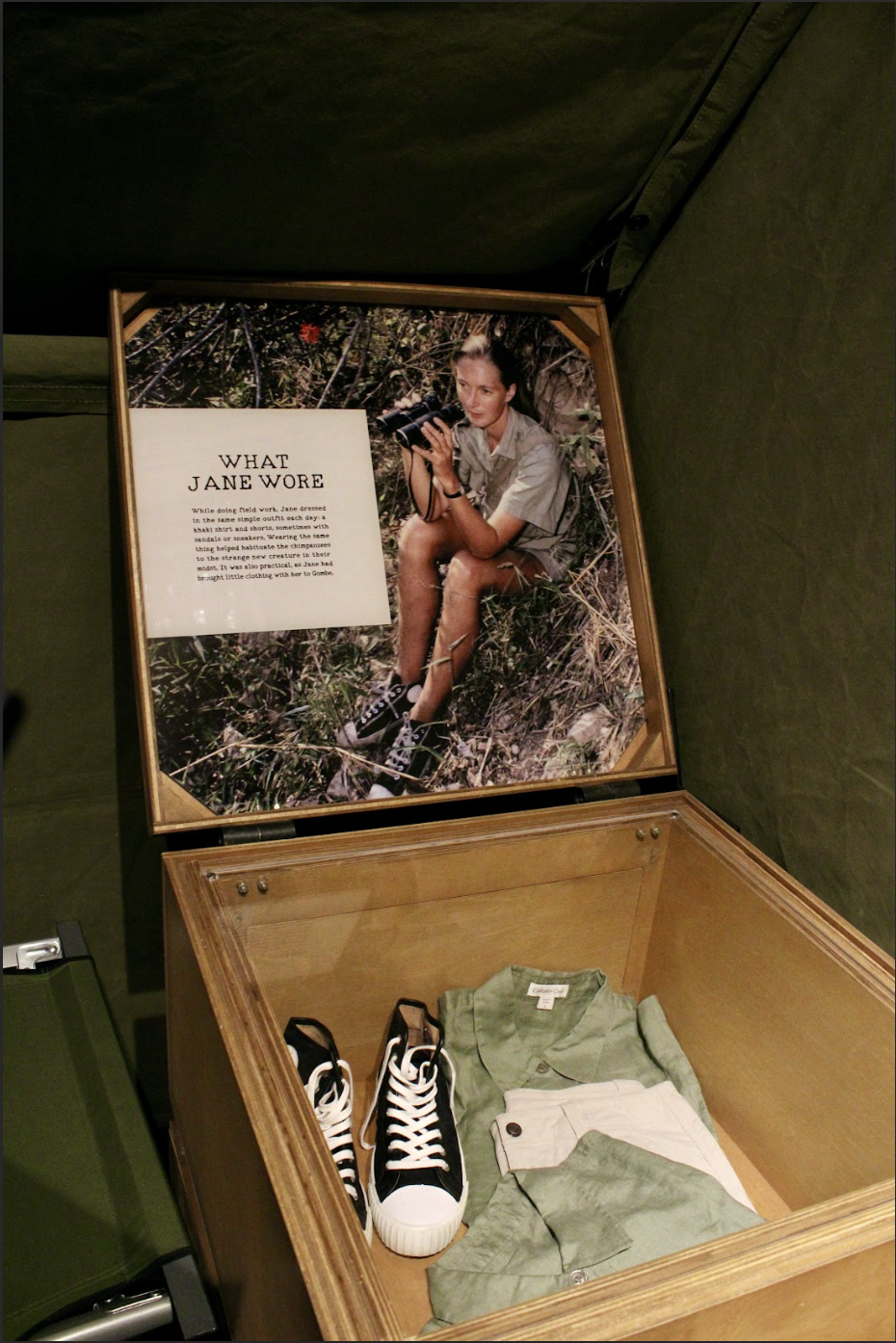 Jane Goodall exhibit honors her legacy and advocacy efforts