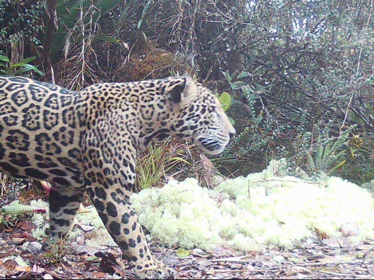 Rare ‘cloud jaguar’ caught on camera for first time in 10 years