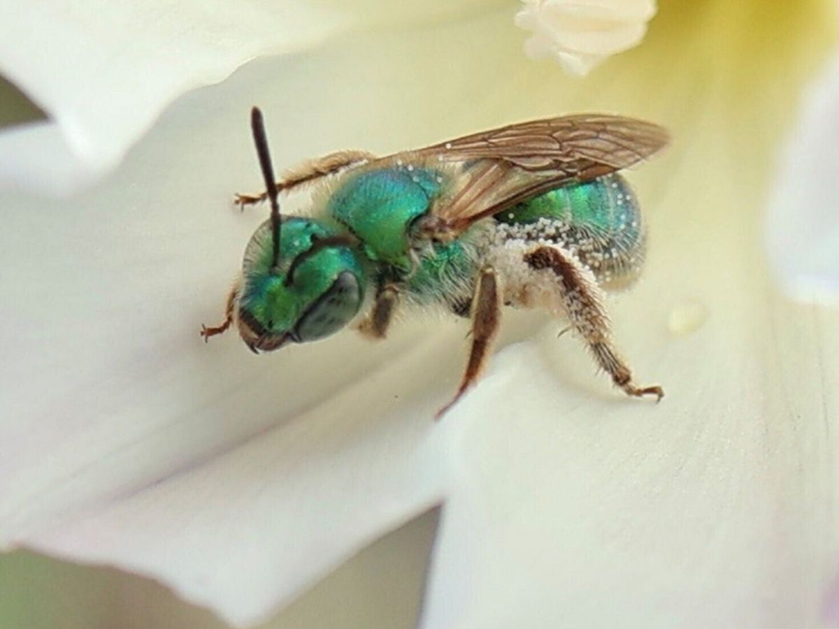 Research reveals why some bees change color with the weather