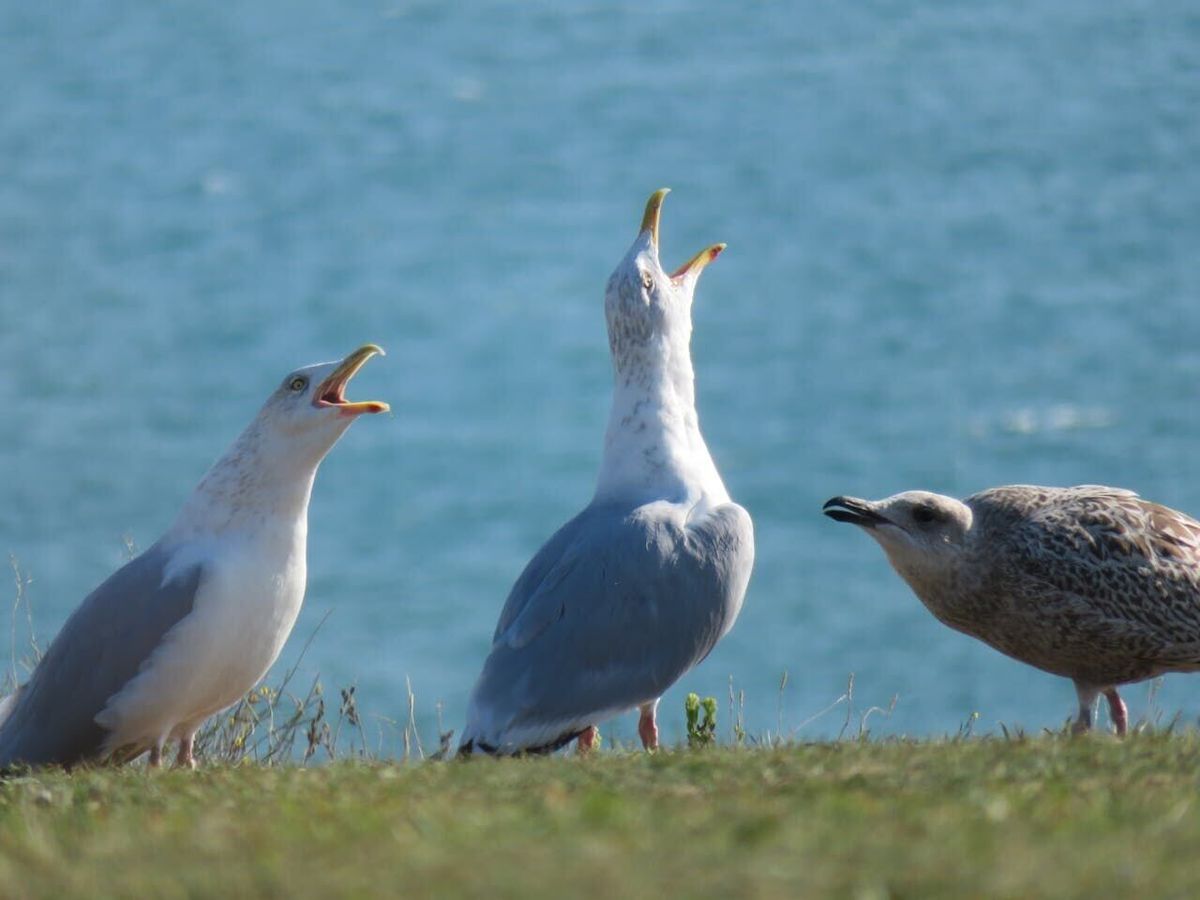 Seagulls launch ‘coordinated’ attack on families at Easter egg hunt