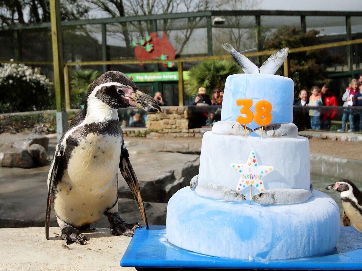 ‘World’s oldest penguin’ celebrates 38 with fish-topped cake