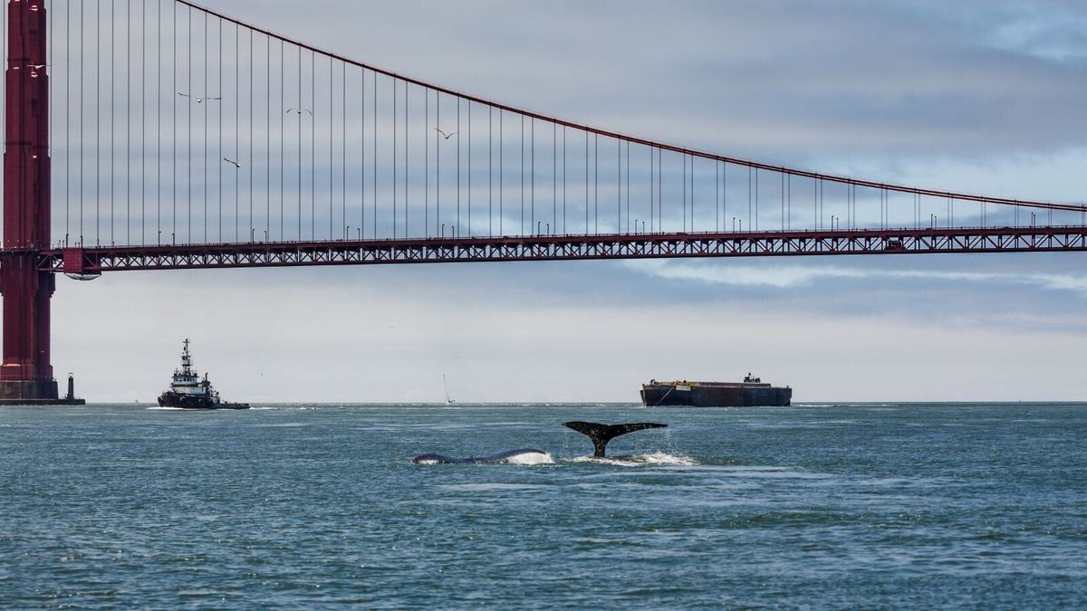 New Tech Uses AI to Save the Whales