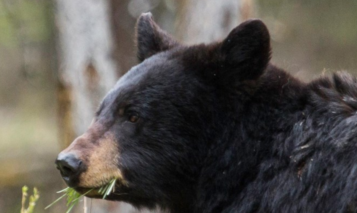New Montana hunting regulation aims to maintain female black bear population