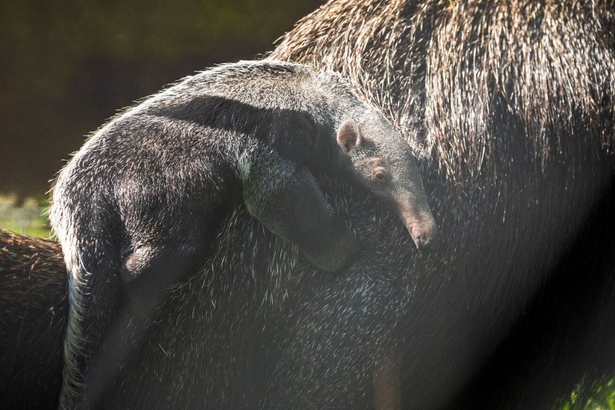 New baby anteater clings to mom at zoo