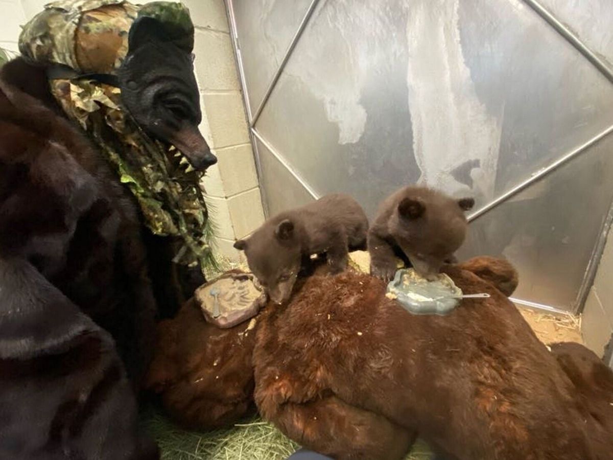 Orphan bear cubs cared for by keepers dressed as mother bear