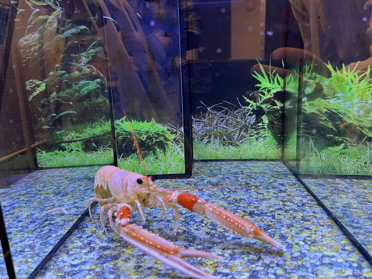 Can lobsters feel pain?