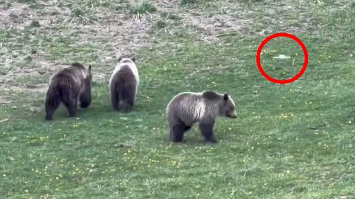 Man shoots video of illegal drone harassing grizzly and cubs In Yellowstone
