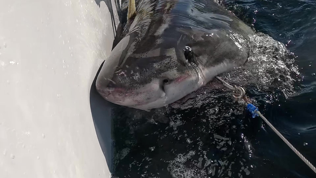 Massive 8-foot great white shark spotted near South Carolina coast
