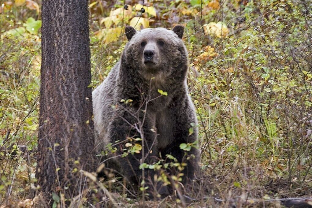 Grinnell Glacier Trail closed after hiker surprised bear in Glacier