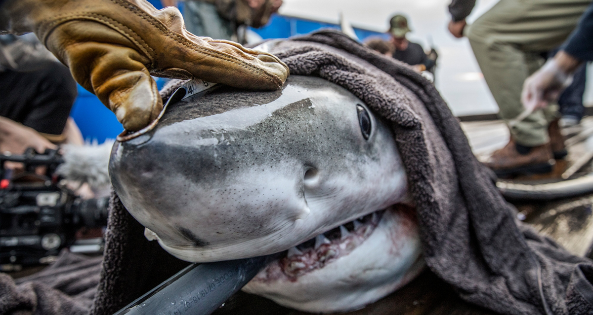 Study reveals where great white sharks secretly spend winters