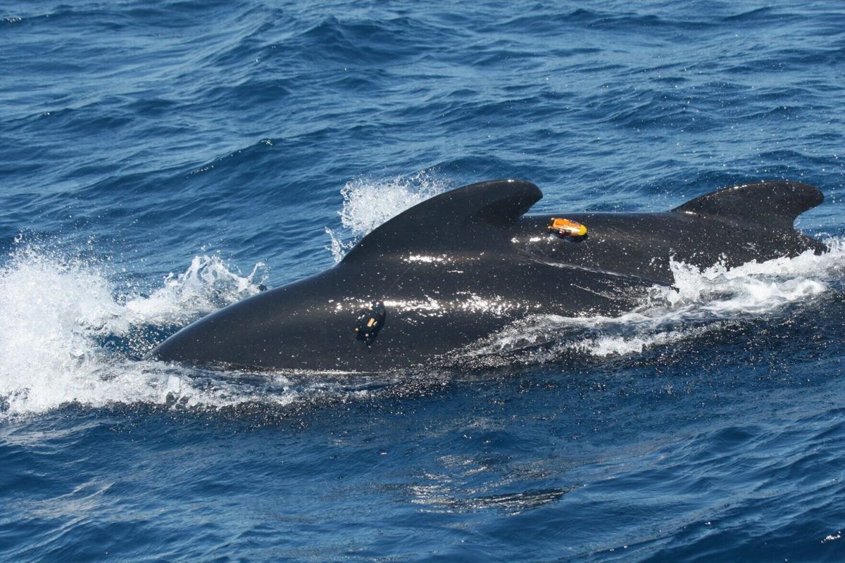 Shipping noise drowning out endangered pilot whales’ calls