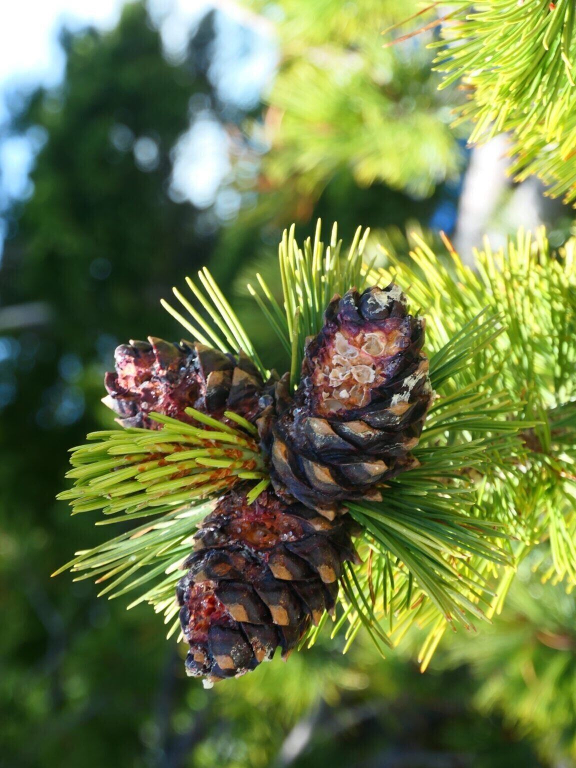 Lawsuit claims Forest Service project will harm whitebark pine near Yellowstone