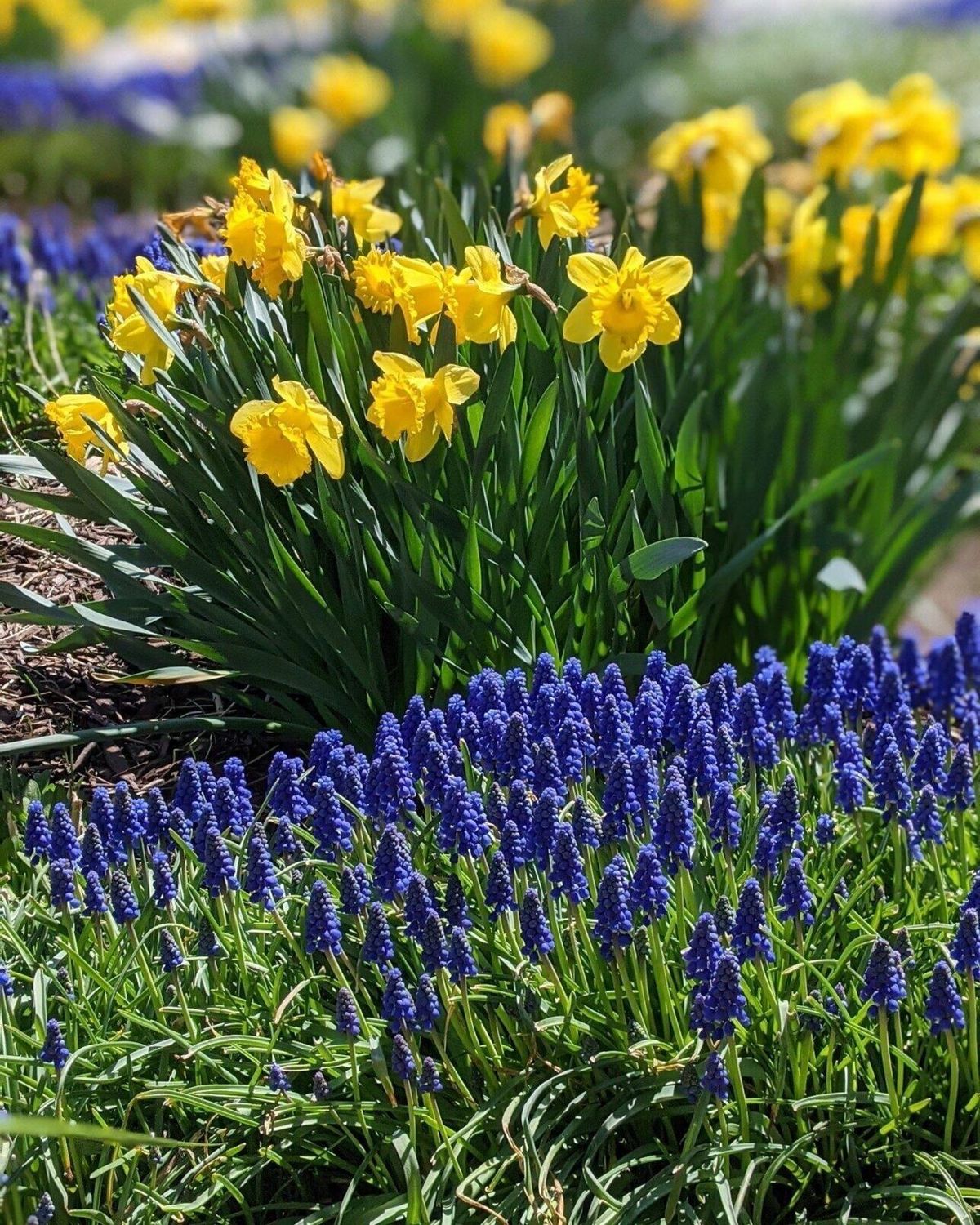 Want to become a Master Gardener? MSU program offers statewide training and certification