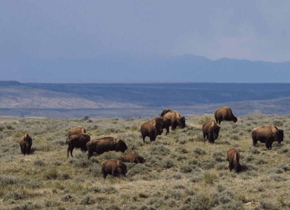 Conservationists appeal Trump admin’s plan to evict bison from Montana public land: American Prairie and Western Watersheds Project say the changes amount to illegal rule-making
