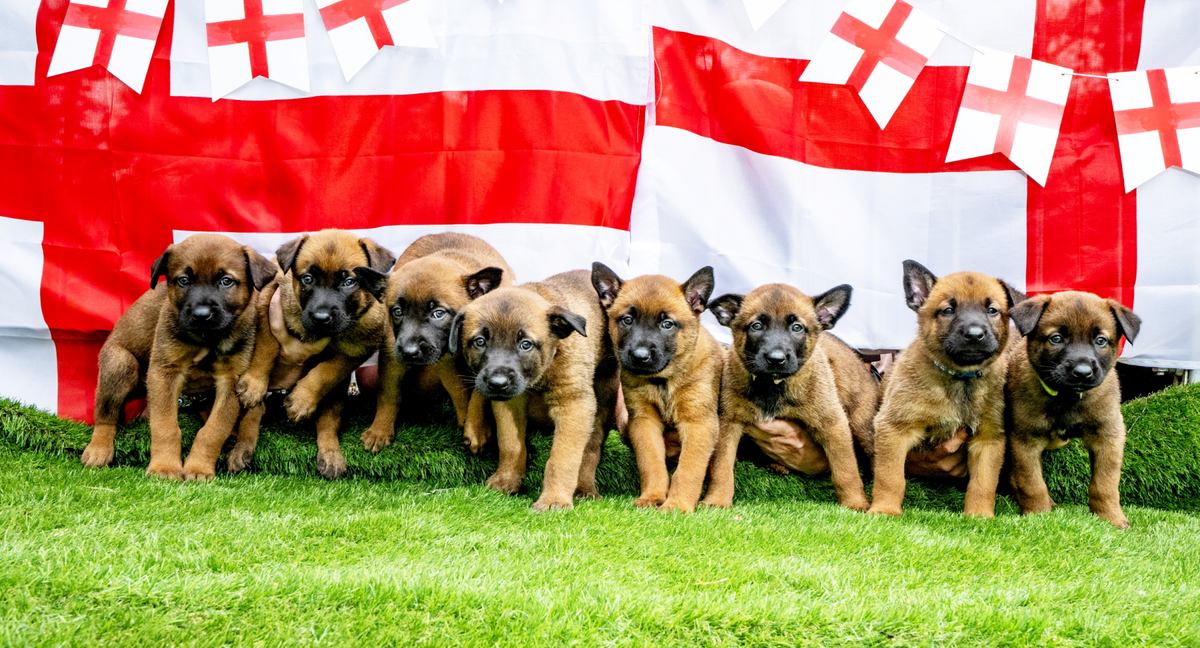 New police puppy recruits named after World Cup stars