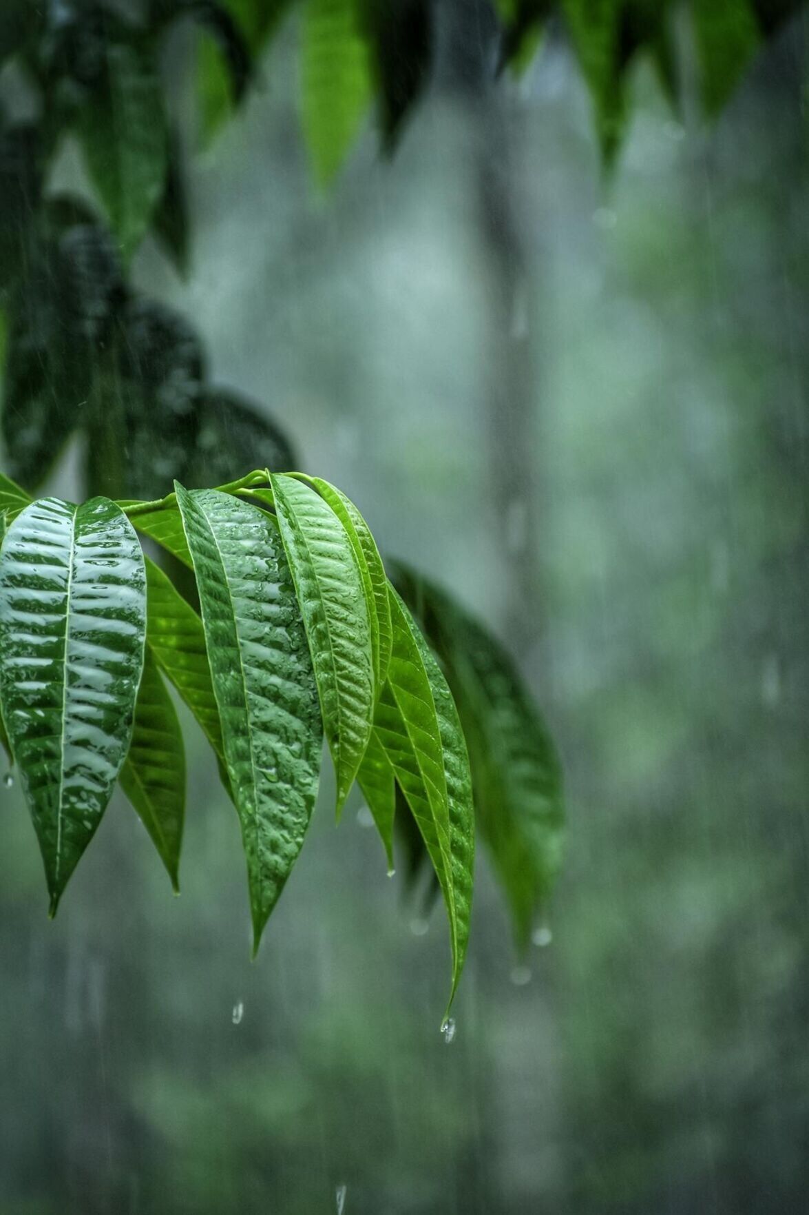 MIT study finds plants can hear rain, and it makes them grow faster