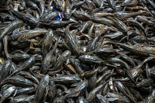 Troubled waters: Jakarta battles deadly, invasive suckerfish