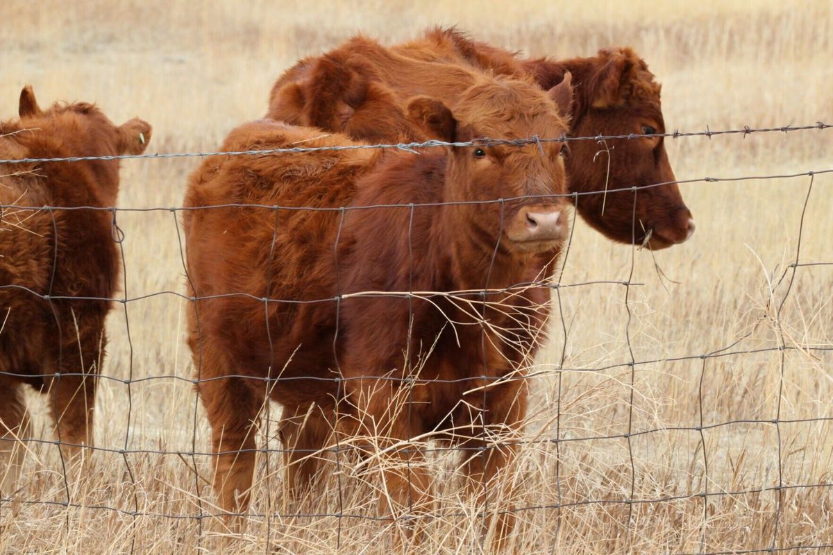 Texas screwworm cases addressed by the Montana Department of Livestock