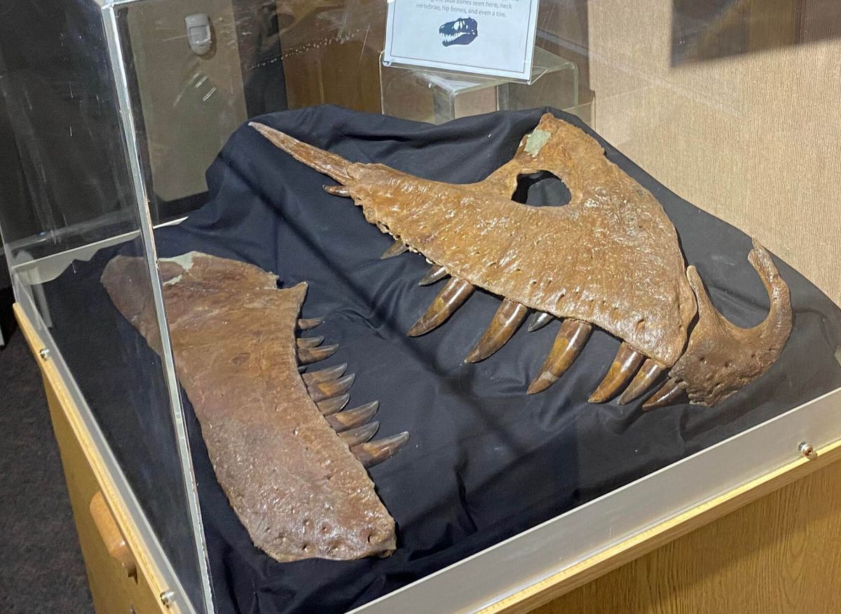MSU student discovers new species of Tyrannosaur dinosaur