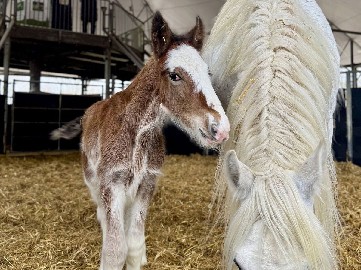 Rare Shire horse born at family-run farm