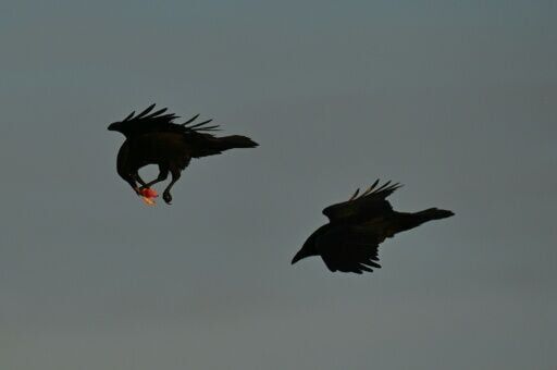 Scavenging ravens memorize vast tracts of wolf hunting grounds: study