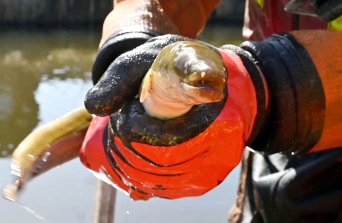 Hundreds of fish rescued from flooded field after dramatic flood